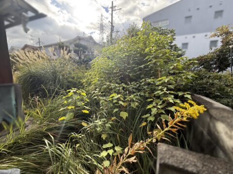 庭木が大きくなりすぎたときの剪定について